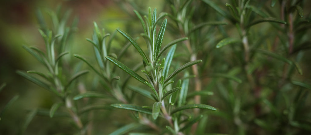 Aromatique