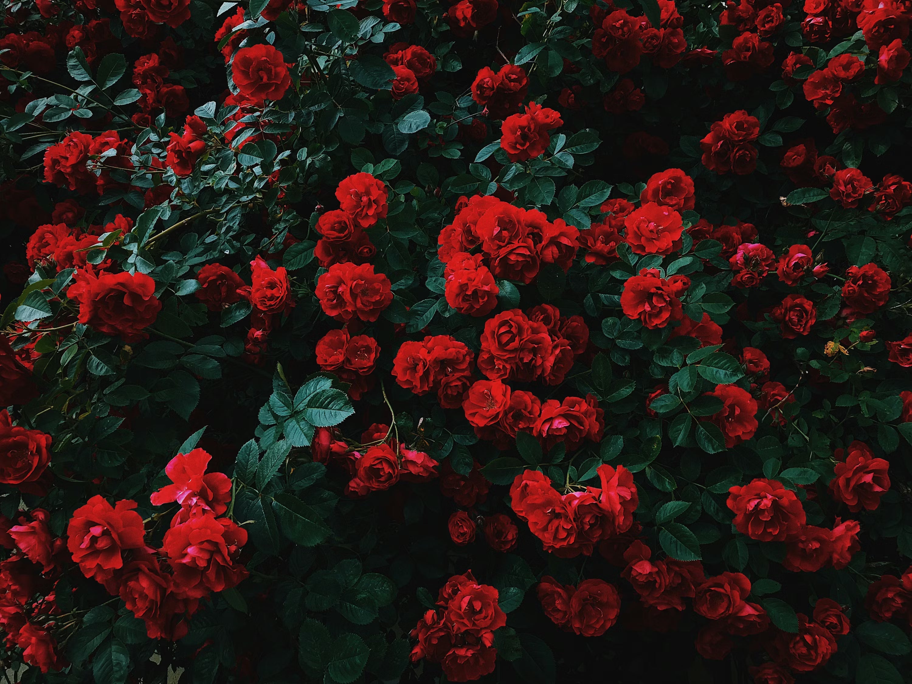 Parfums Rose